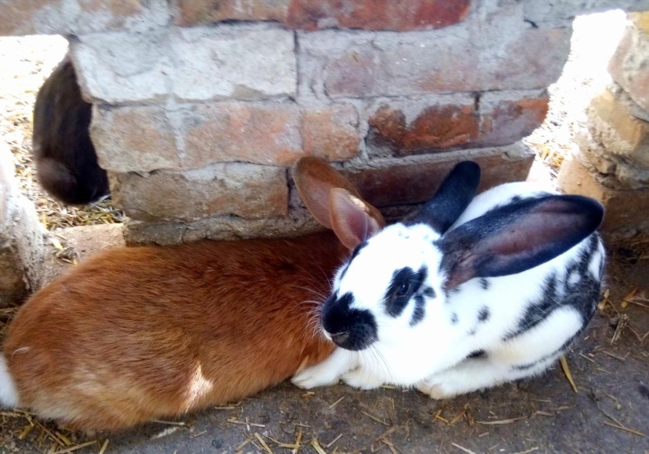 Jurtafarm Rackeve - A Nomad Luxus Otel Dış mekan fotoğraf