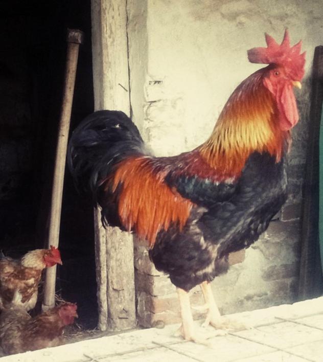 Jurtafarm Rackeve - A Nomad Luxus Otel Dış mekan fotoğraf