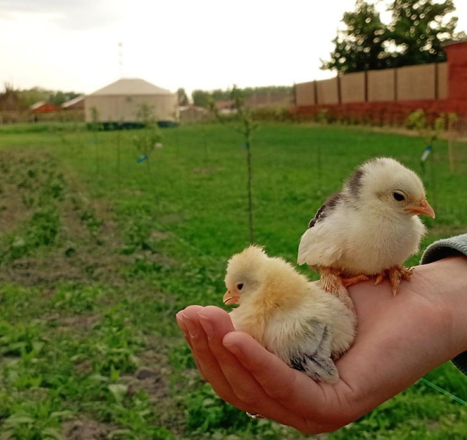 Jurtafarm Rackeve - A Nomad Luxus Otel Dış mekan fotoğraf
